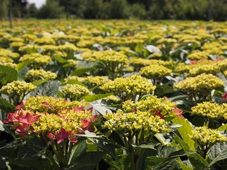 Hydrangea